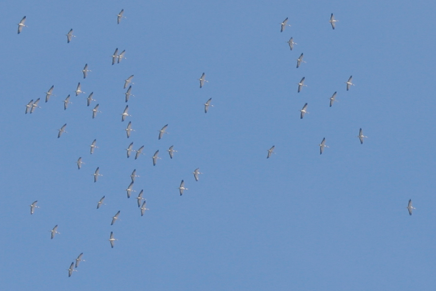 Kraniche im Flug